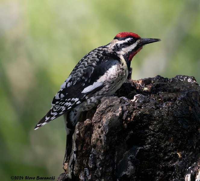 _B237750 yellow-bellied sapsucker.jpg